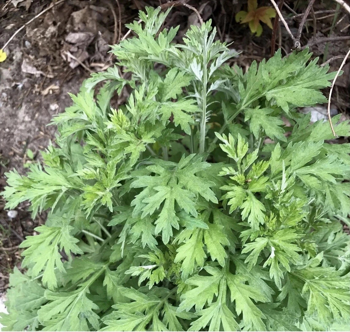 Japanese Mugwort Seeds, Yomogi, Medicinal Herb, Artemisia Princeps - Kui Hao Variety