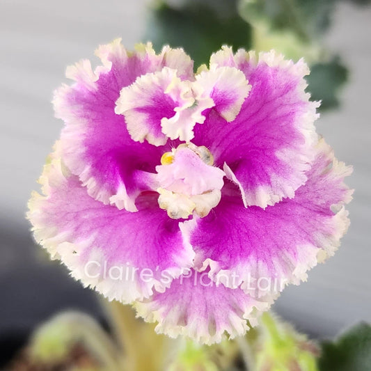African Violet Leaf - LE-Rainbow Butterflies - Saintpaulia ionantha