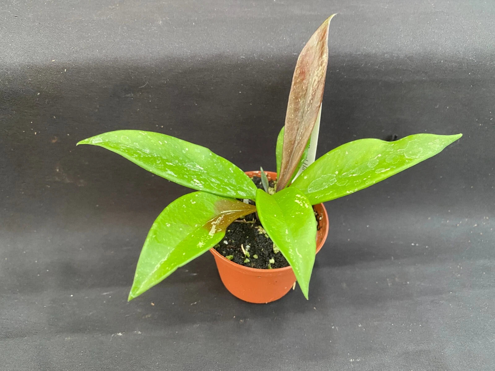 Hoya Pubicalyx 'Royal Hawaiian Purple' Rooted Plant 2.5" Pot