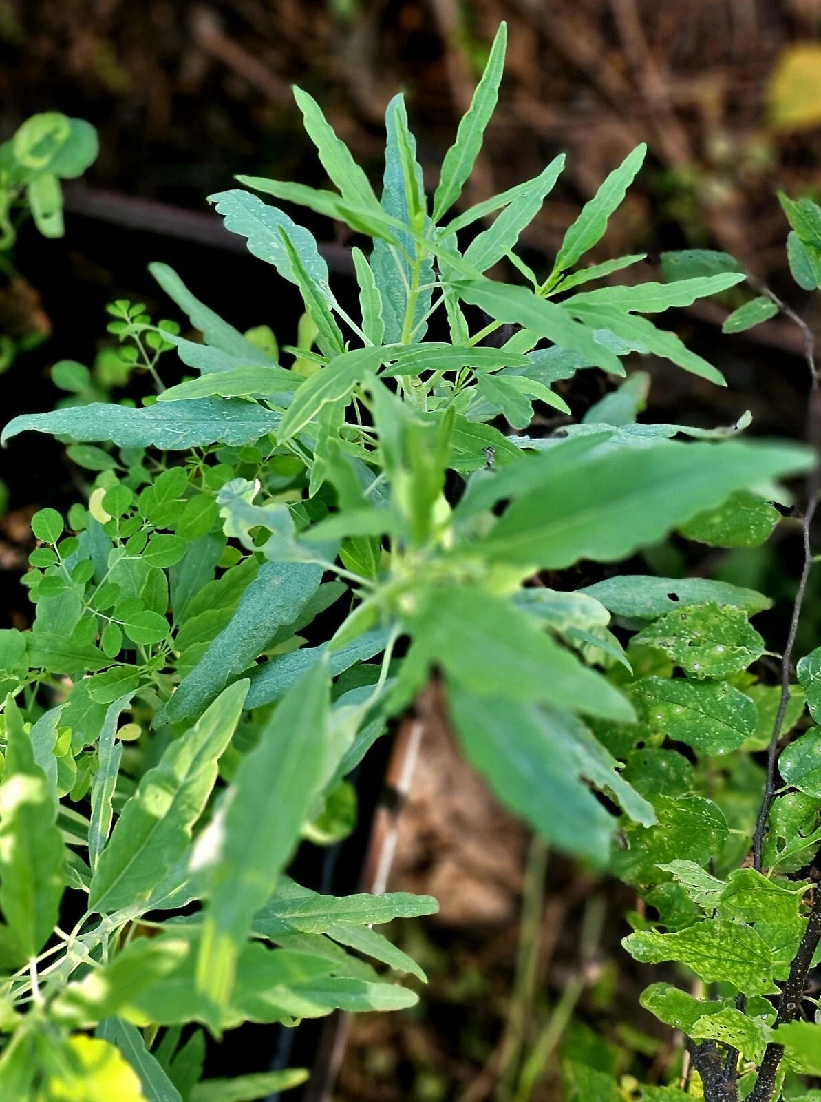 25+ Organic Heirloom Pipicha Seeds, Rare Chepiche Variety (Porophyllum linaria) for Culinary Gardens