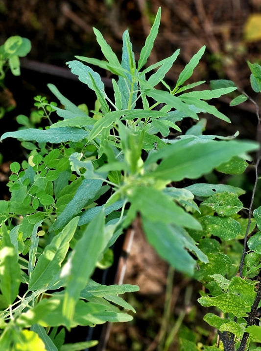 25+ Organic Heirloom Pipicha Seeds, Rare Chepiche Variety (Porophyllum linaria) for Culinary Gardens