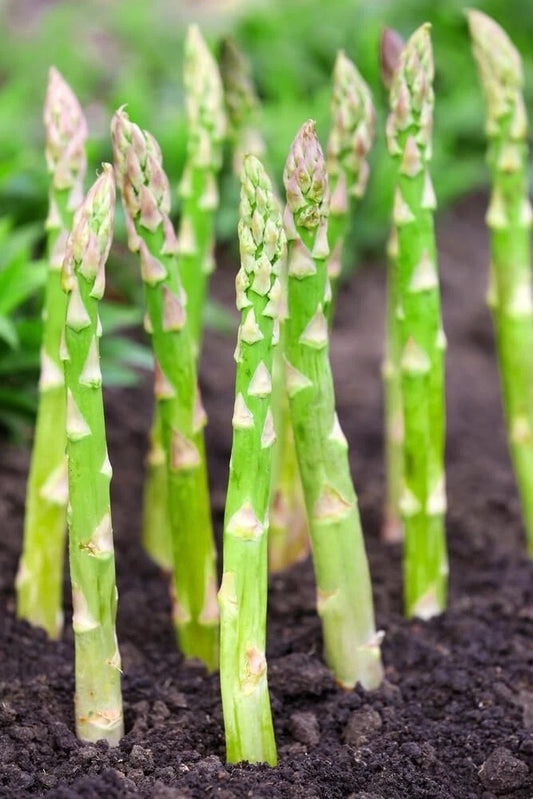 Millennium Live Asparagus Plants - 2yr Bare Root Crowns - Asparagus officinalis