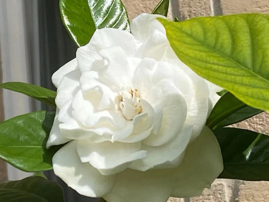20 Cuttings August Beauty White Gardenia - Highly Fragrant Gardenia Jasminoides - Easy Maintenance Plant Cuttings
