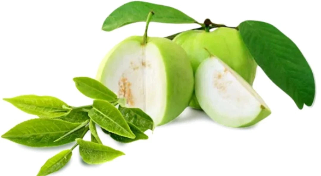 Ceylon Jumbo White Guava Seeds - 15++ Viable Organic Heirloom (Psidium guajava)