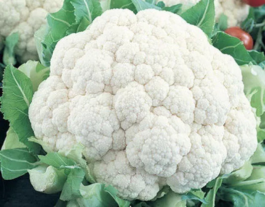Cauliflower Seeds 400+ Count Self Blanching Non-GMO Heirloom Brassica oleracea - USA Free Shipping