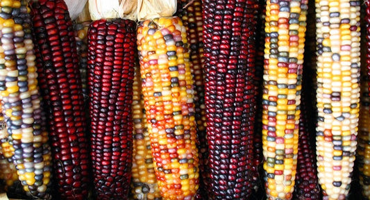 Indian Flint Corn Seeds - 20 Seeds - Calico Colorful Variety - Zea mays - Groco USA - Free Shipping on 15 Packs
