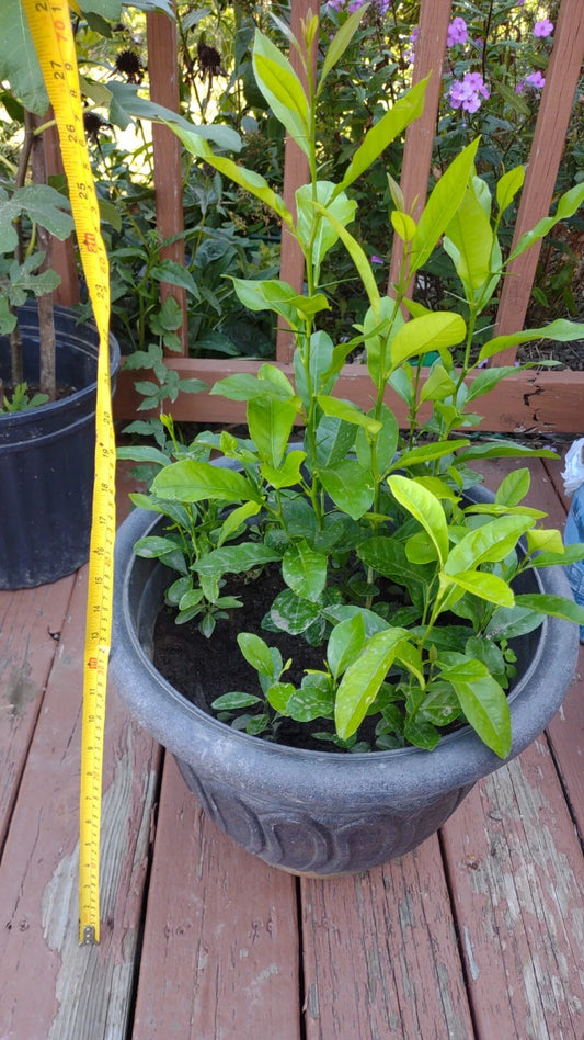Meyer Lemon Tree Plant 11"-16" Organic Non-GMO Citrus limon Indoor/Outdoor Zones 8-11