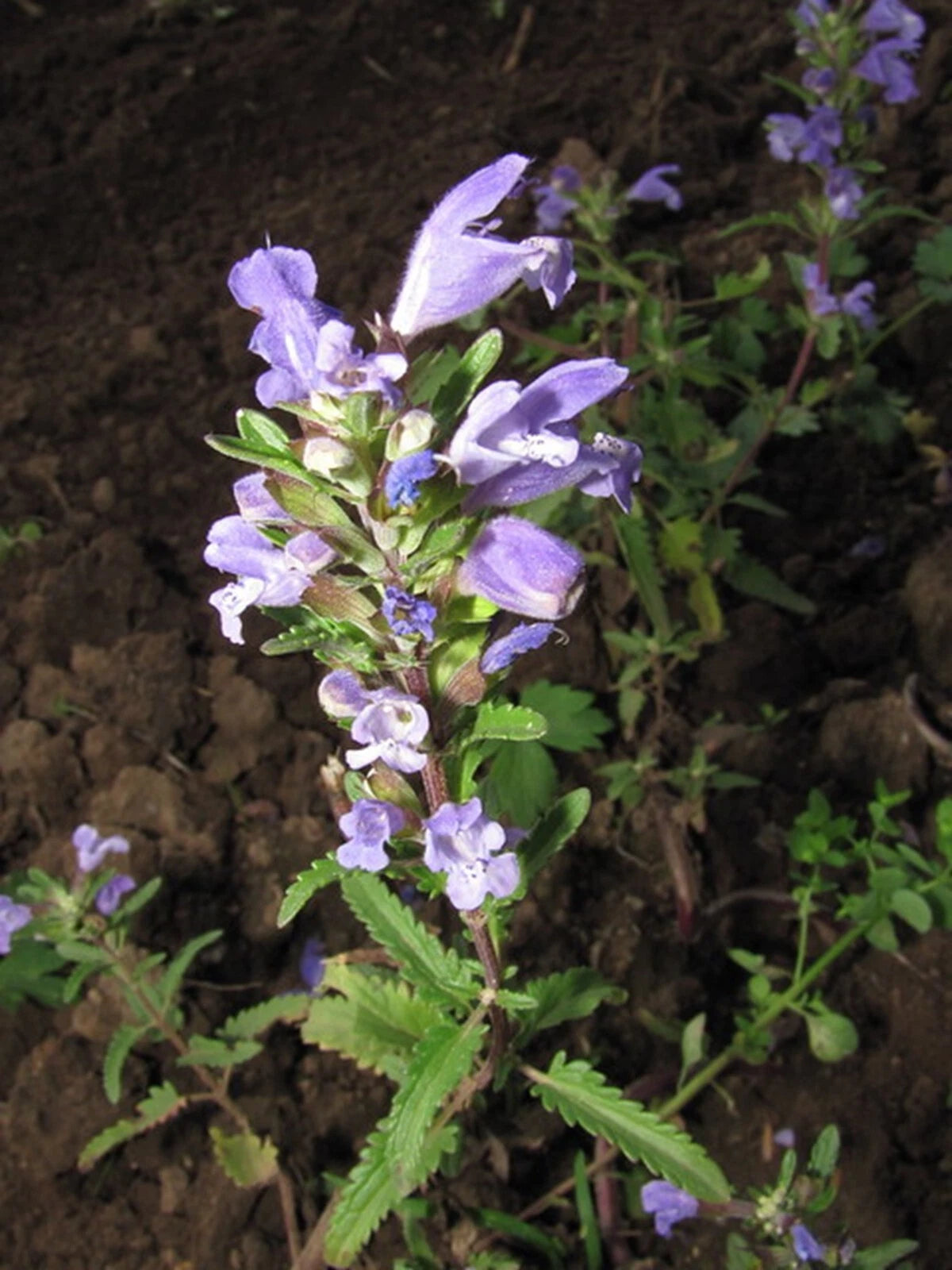 Moldavian Dragon's Head Seeds - 50+ Showy Herbal Seeds - Dracocephalum moldavica