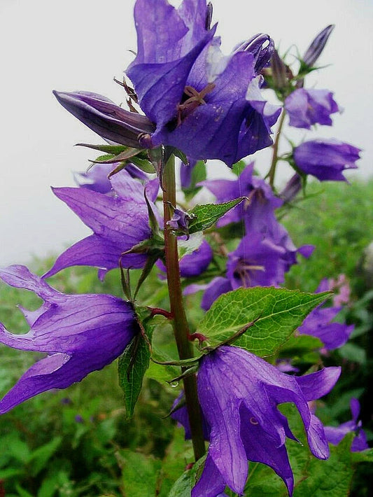 Campanula Latifolia Seeds - Great Bellflower, Lavender-Blue, 203 Seeds, USA Seller