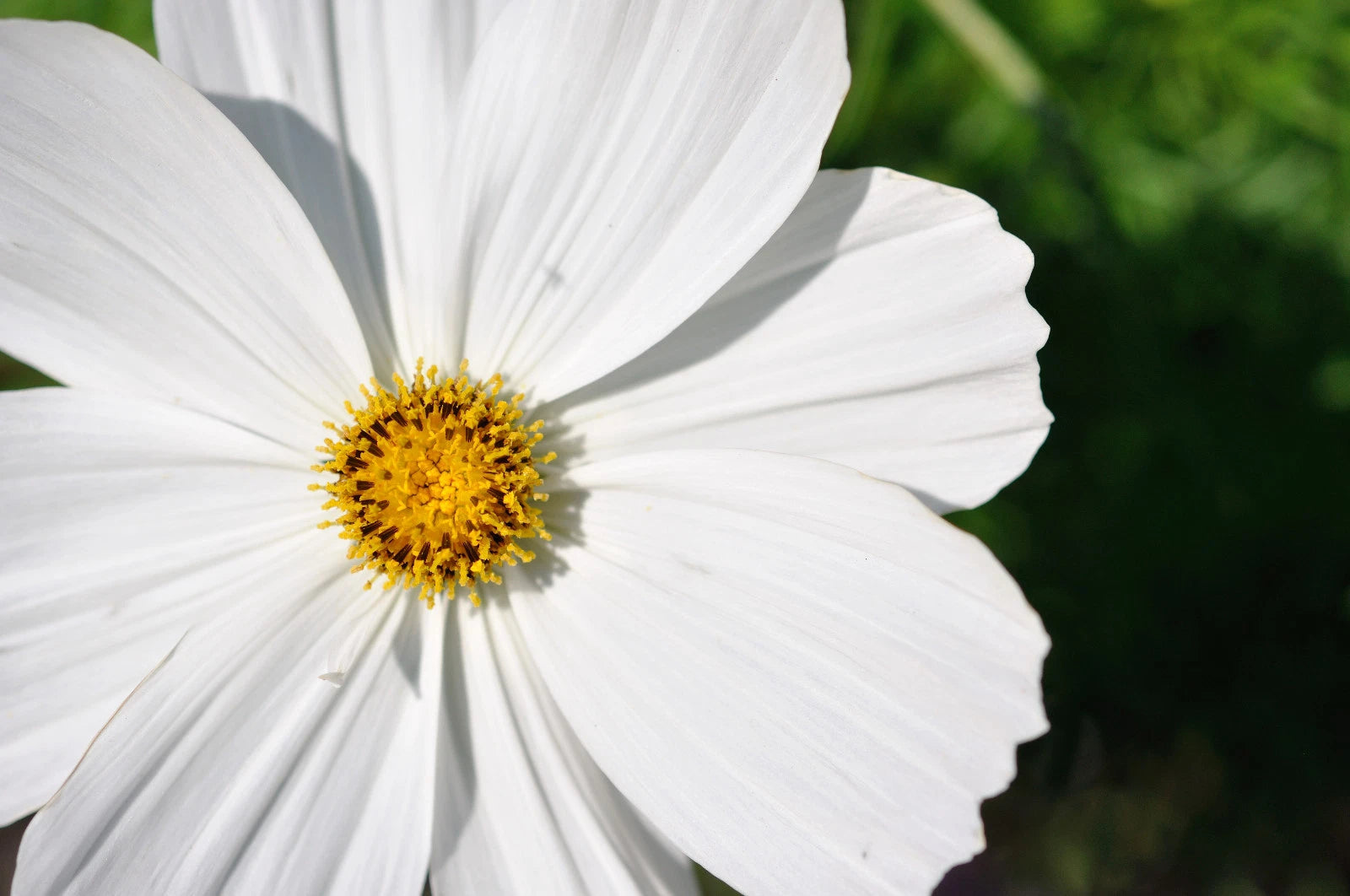 Cosmos Seeds - 210 Count - White Psycho Annual Flower - Cosmos bipinnatus - Ships Free