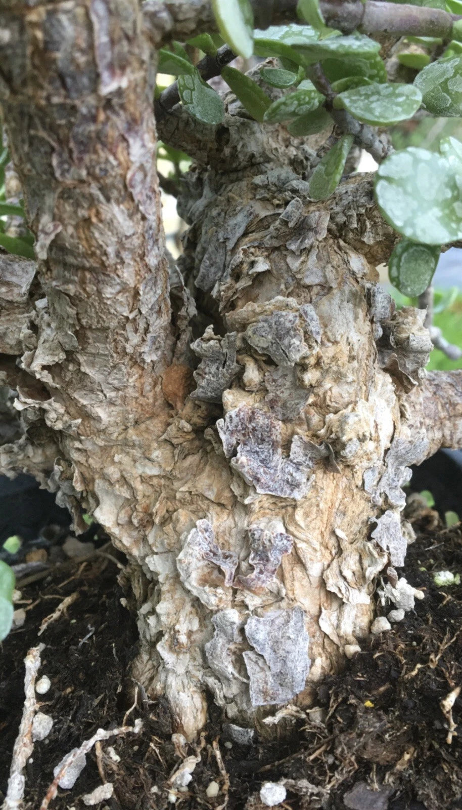 Cork Bark Portulacaria Succulent Cuttings, 6 pcs ~6” Long, Dwarf Jade Bonsai, Ideal for Indoor Gardening