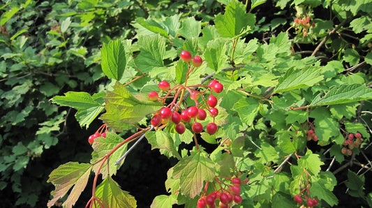 30 Seeds - American Highbush Cranberry - Viburnum trilobum - Buy 15 Ships Free - Ideal for Gardens and Wildlife