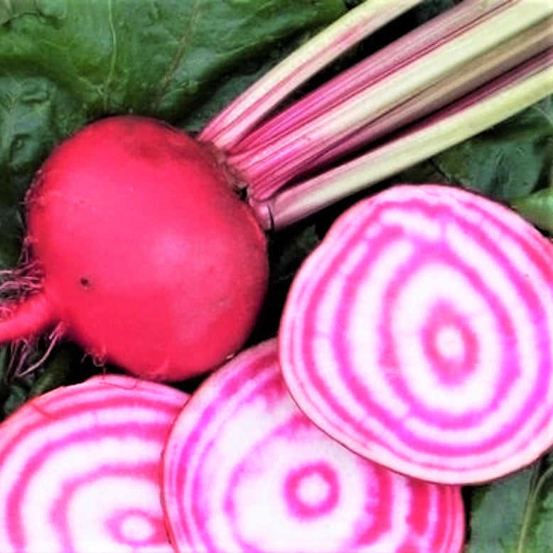 Chioggia Beet Seeds | Candy Cane Striped Pink Bullseye Beets | Beta vulgaris