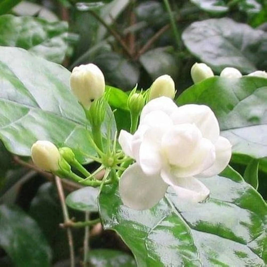 Arabian Jasmine Plant 12" Height with Buds in Pot – Jasminum sambac – Indoor/Outdoor Flowering Houseplant