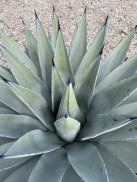 Agave Parryi Var. Couesii Rooted Live Plant - Rare Succulent in 6 Inch Pot, 6-7 Inches Tall