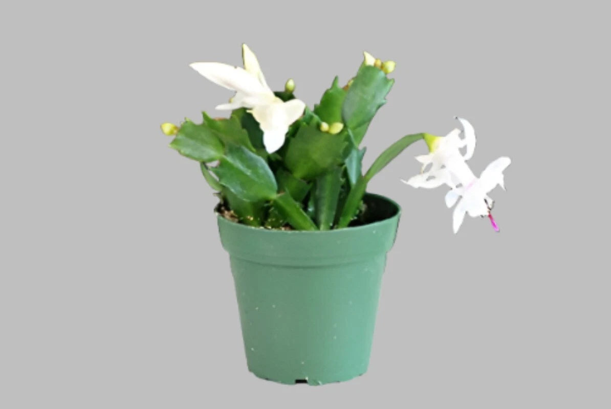 Christmas Cactus Plant 4 Inch Light Pink Zygocactus Schlumbe Live Plant - NEW