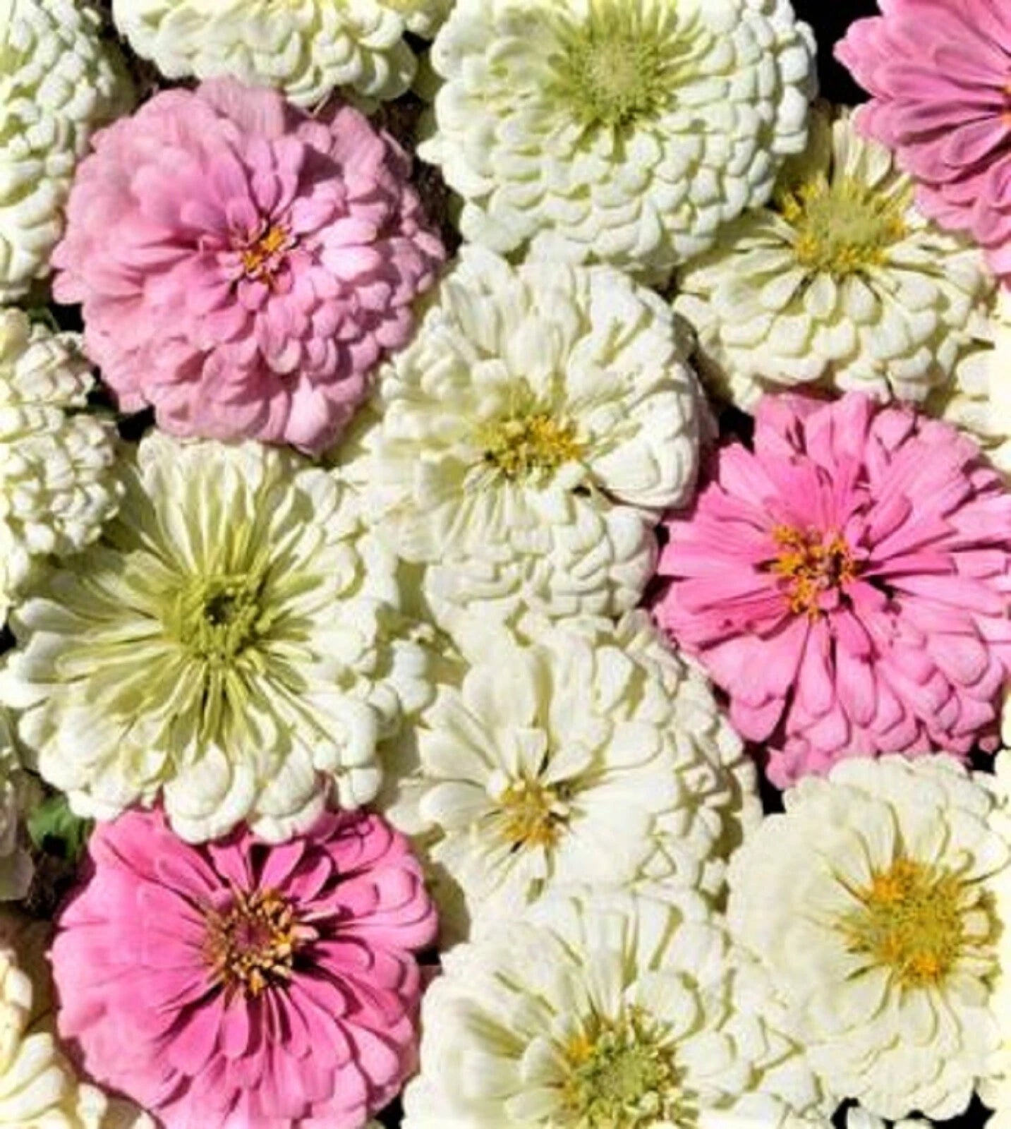 Blushing Bride Zinnia Seeds - 100+ Seeds - Colorful Flowering Annual - Zinnia elegans