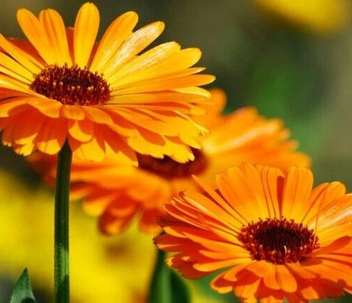 Calendula Seeds 25 Pack, Pot Marigold, Medicinal Herb, Calendula Officinalis