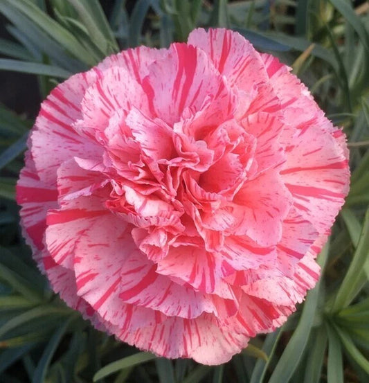 Bob's Highlight Carnation Seeds - 100 Perennial Flower Seeds - Dianthus Flowers - Colorful Garden Blooms