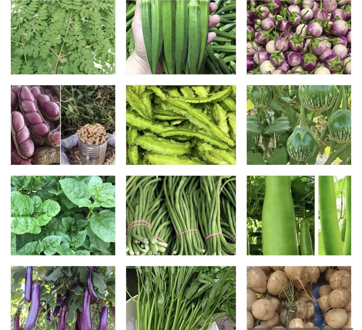 Asian Vegetable Seeds - 20 Packets - Non-GMO Variety for Planting - Grow Your Own Food