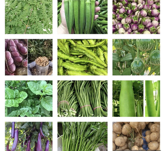 Asian Vegetable Seeds - 20 Packets - Non-GMO Variety for Planting - Grow Your Own Food