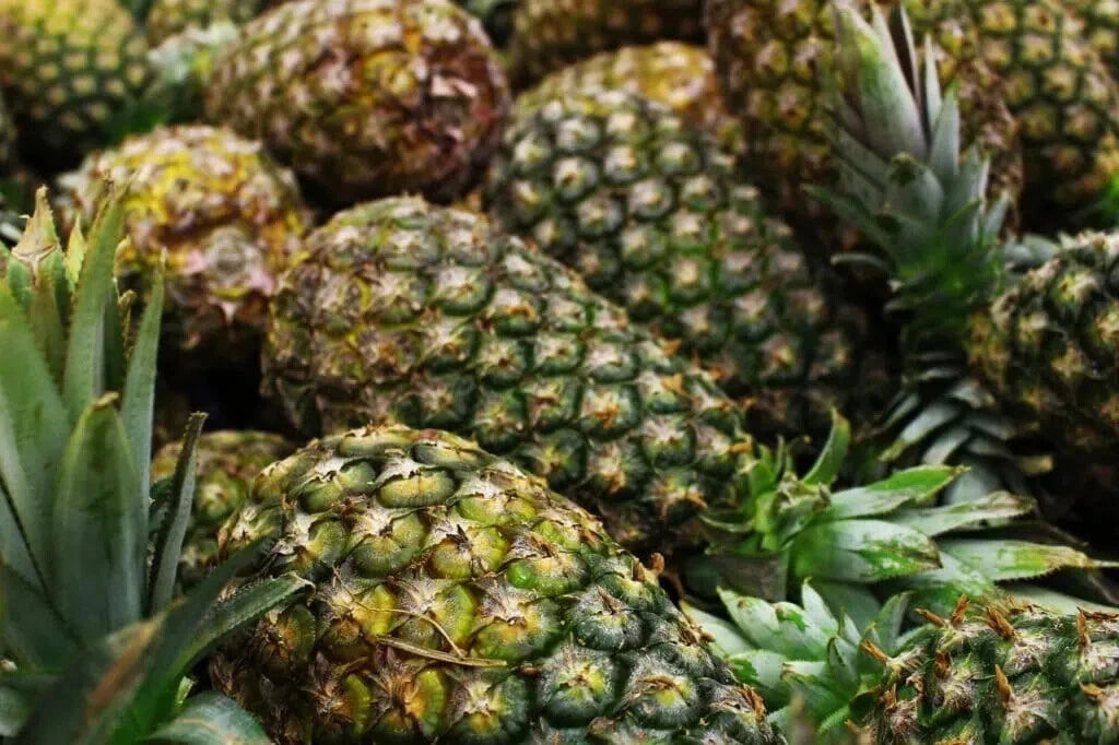 Montufar Pineapple Seeds - 15+ Count - Garden Planting - Ananas comosus - USA