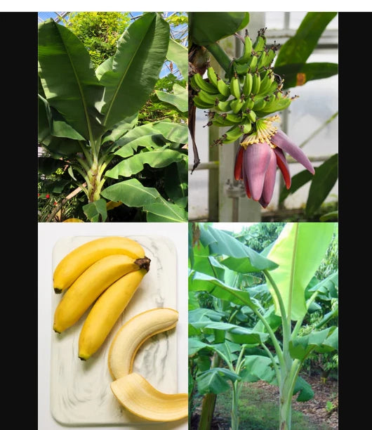 Dwarf Orinoco Banana Plant - Small Rooted Starter Plant - Musa acuminata