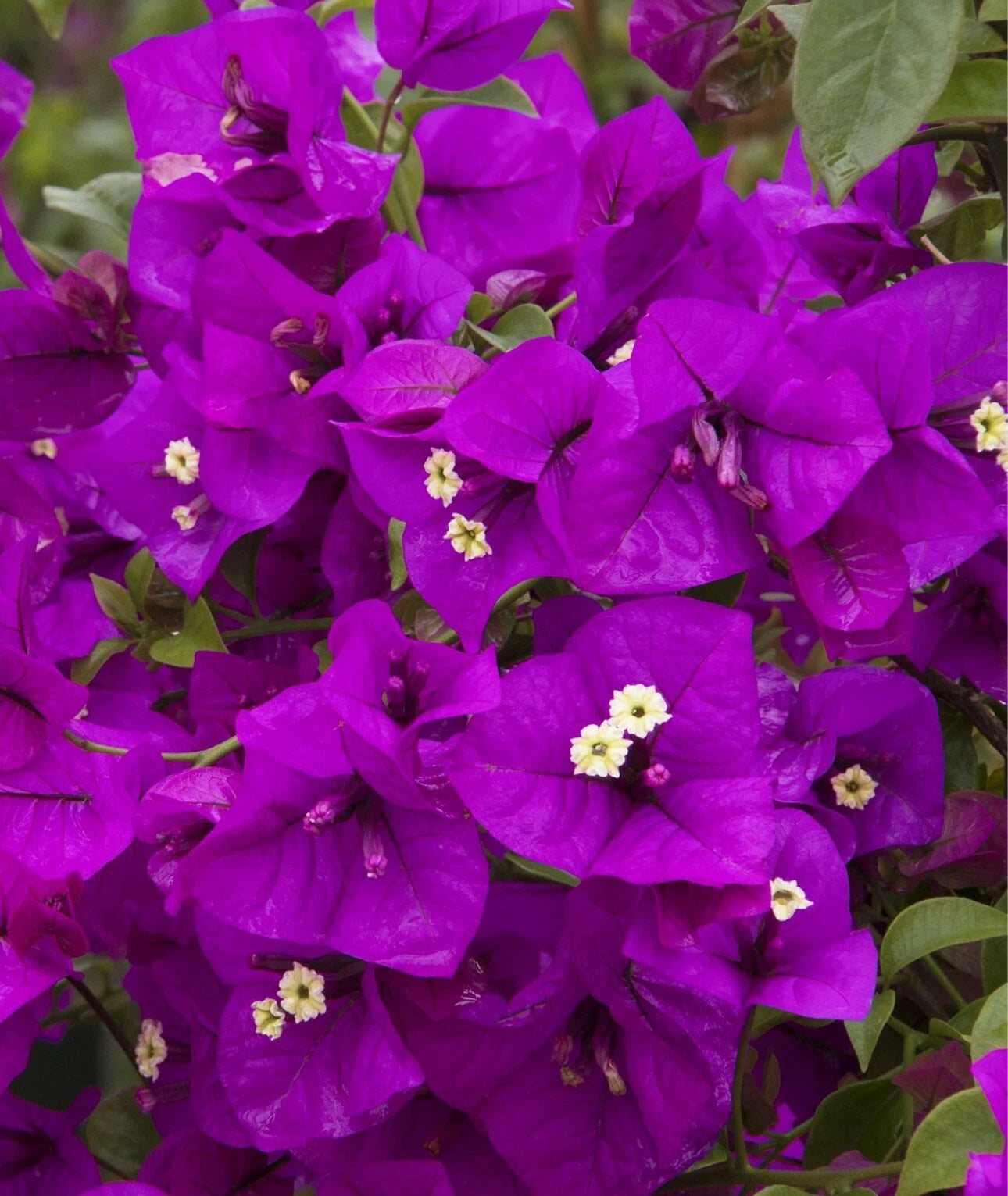Purple Majesty Bougainvillea Plant in 4” Pot - Rooted, Vibrant Purple Flowers, Bougainvillea spectabilis