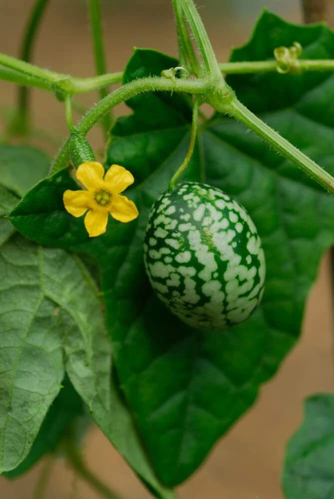 Mouse Melon Seeds - 50 Count - Exotic Cucamelon Seeds for Gardening - Melothria scabra