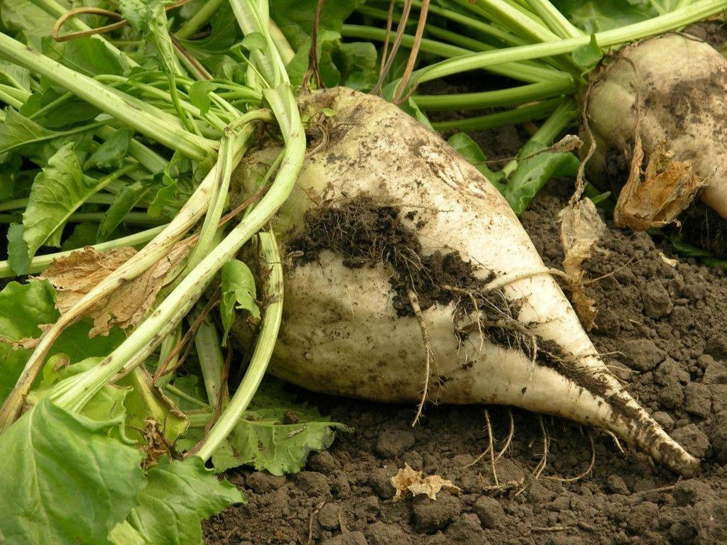 Sugar Beet Seeds - Fresh Organic Beet Seed for Planting - Beta vulgaris