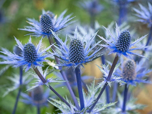 Blue Thistle Seeds - 25 Rare Swiss Alps Seeds - Eryngium caeruleum - Planting Kit for Garden or Landscape