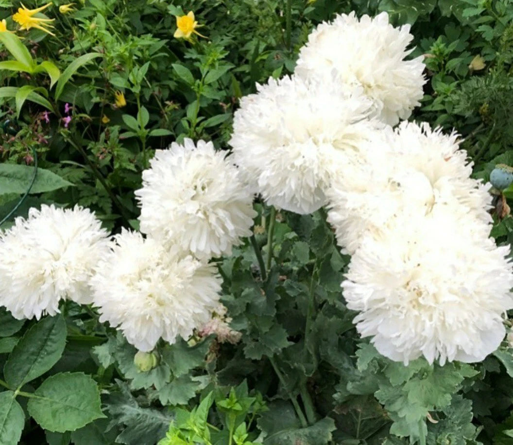 White Cloud Peony Poppy Flower Seeds - 50 Pack - Papaver paeoniflorum