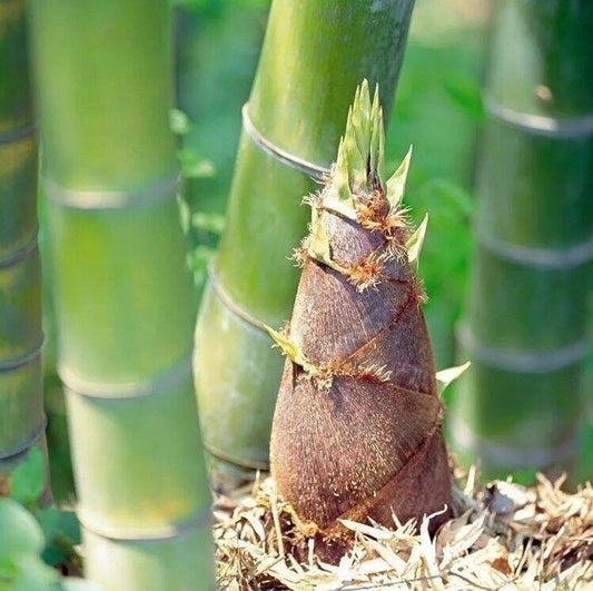 Giant Moso Bamboo Seeds - 50+ Perennial Evergreen Edible Bamboo Shoots - Phyllostachys edulis - USA