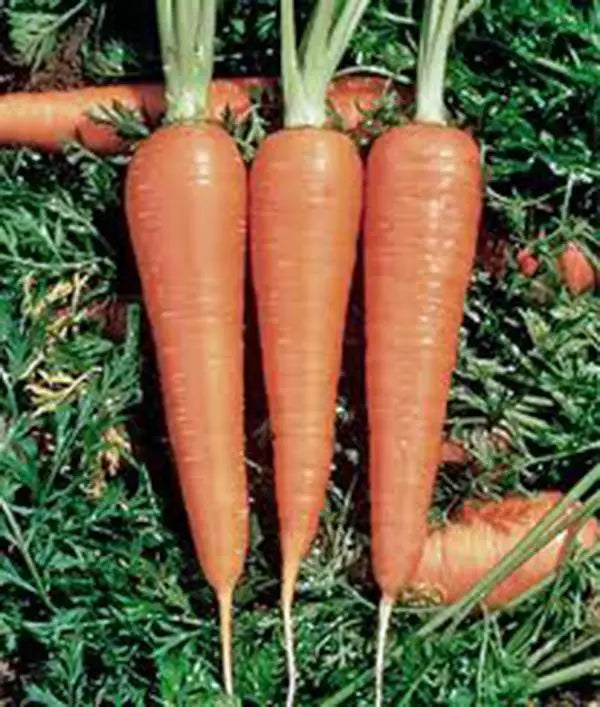 Carrot Seeds, 50+ Heirloom Danvers 126 Variety, Organic, Non-GMO, Daucus carota