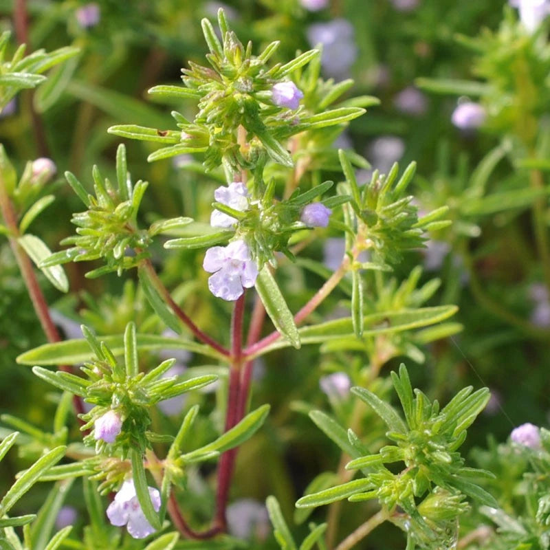 Summer Savory Herb Seeds, Non-GMO, Chubrica Variety, Multiple Sizes Available, Free Shipping
