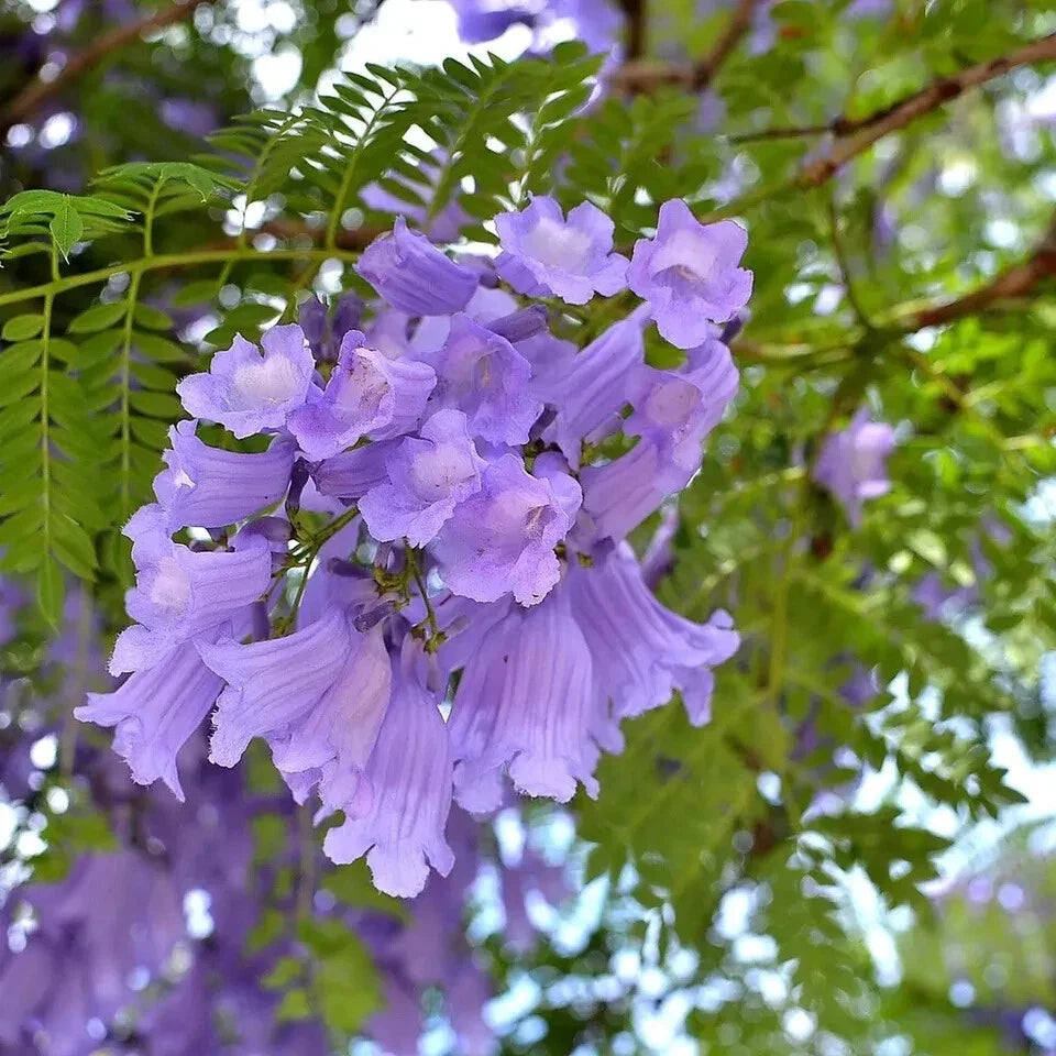 Jacaranda Seeds, 50 Count, Mimosifolia, Purple Flowering Tree, USA Seller, 2024