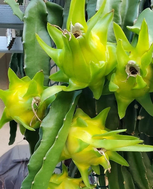 Israeli Yellow Dragon Fruit Cutting - 6-10 Inch Pitaya - Hylocereus megalanthus
