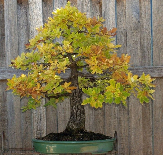 Blue Oak Bonsai Seeds - 15 Count - Quercus macrocarpa - 2023 Harvest - Free Shipping