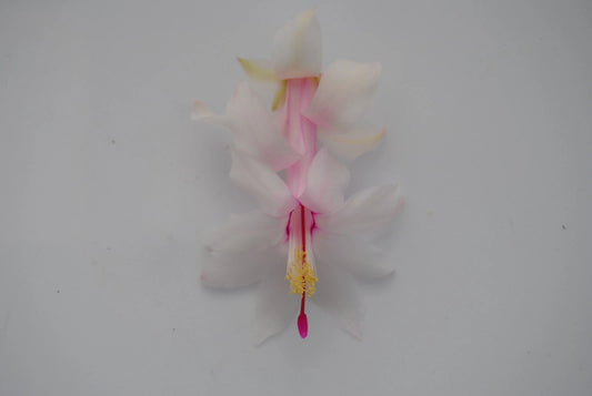 Christmas Cactus Starter Plant - White Modesto - Schlumbergera Truncata - Healthy Well-Rooted Small Plant for Easy Care