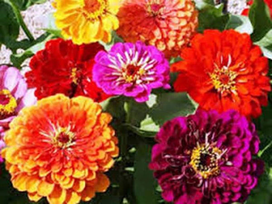California Giant Zinnia Seeds - 100 Count - Bright Crisp Colors - Zinnia elegans