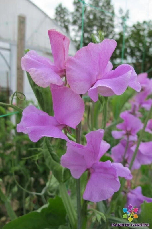 Marion Sweet Pea Seeds - 50+ Pack for Garden Planting - Lathyrus odoratus - USA Grown, Non-GMO