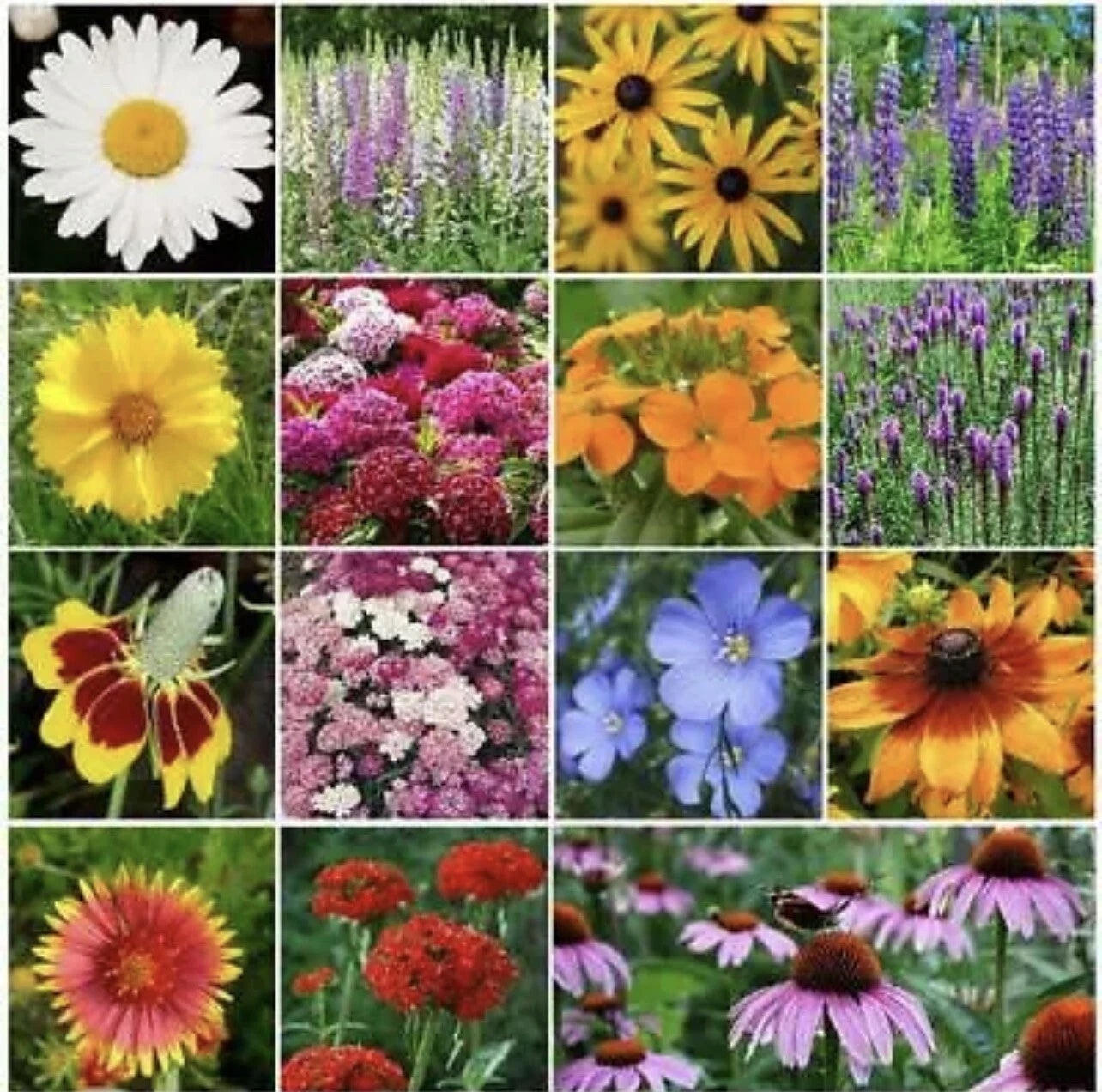 All Perennial Flower Seed Mix - 15 Species for Butterflies & Bees - Heirloom Non-GMO - 500 Seeds