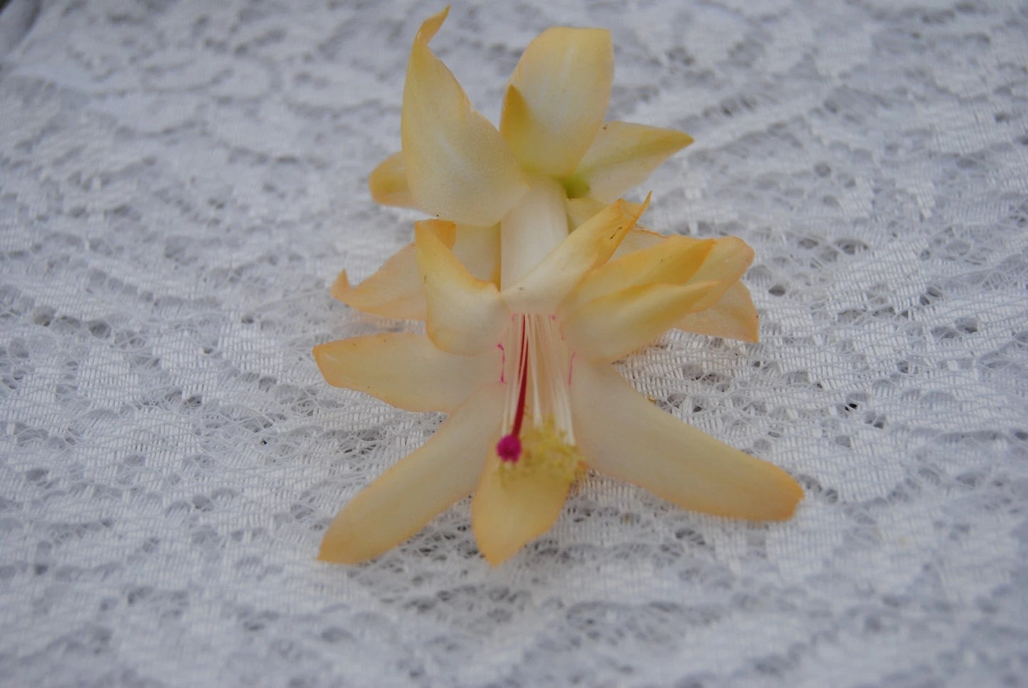 Christmas Cactus Starter Plant - Nutbush City Limits - Schlumbergera Truncata - Healthy Well-Rooted Succulent