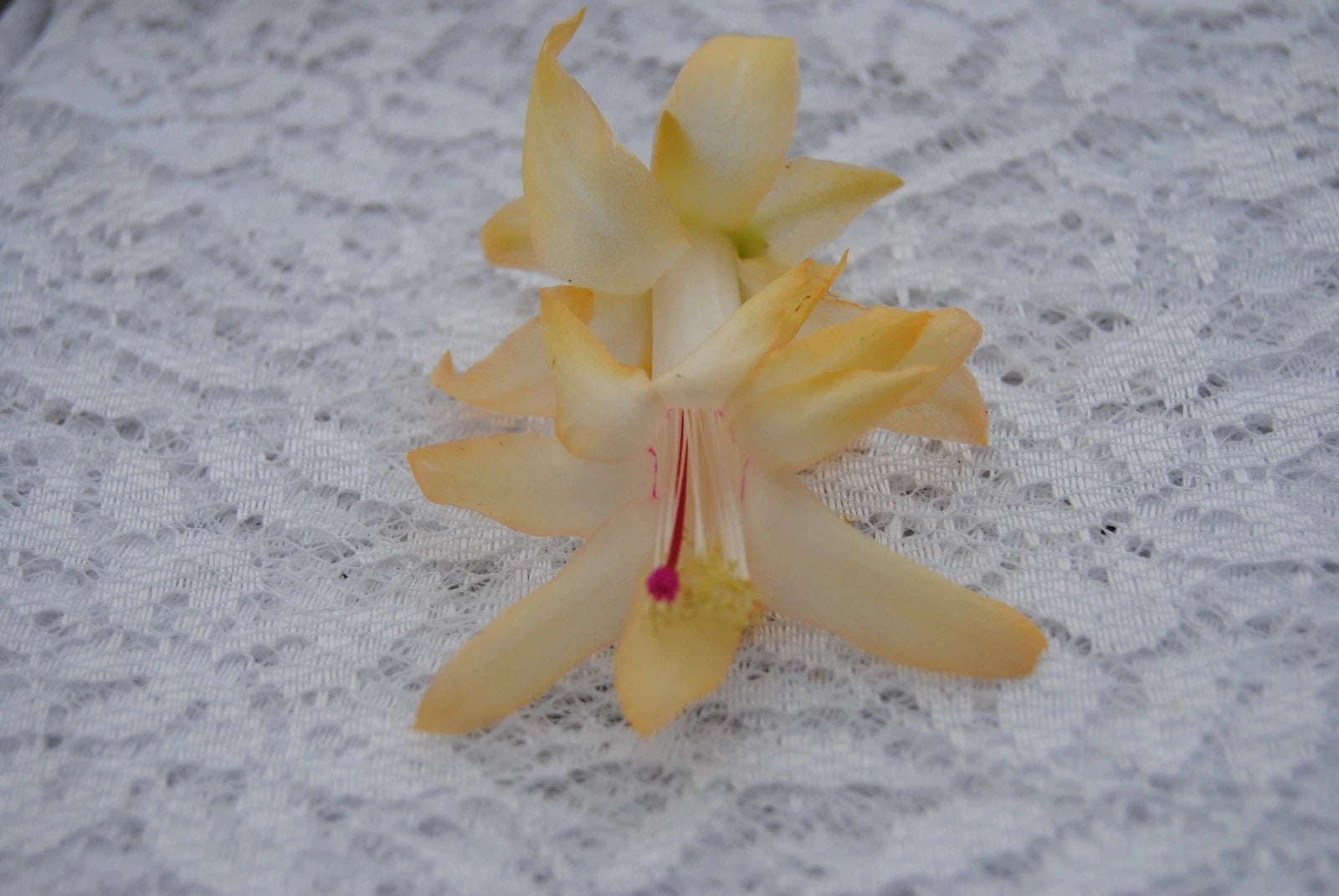 Christmas Cactus Starter Plant - Nutbush City Limits - Schlumbergera Truncata - Healthy Well-Rooted Succulent