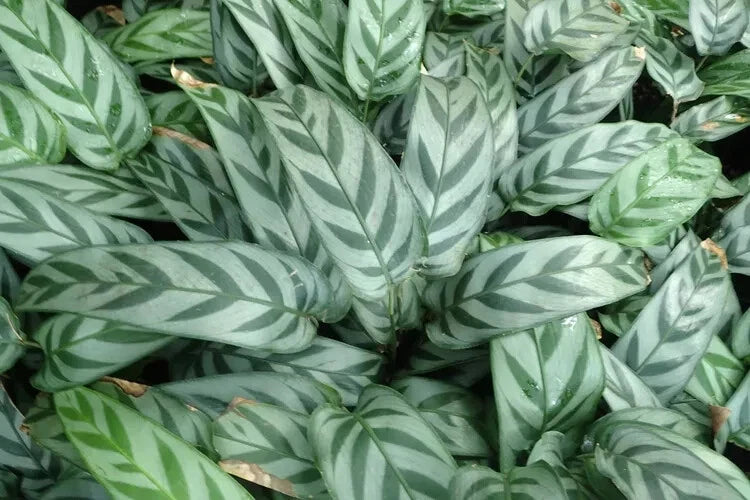 Leopard Calathea Seeds - 25+ Pack for Garden Planting - Calathea lancifolia - USA Grown - Free Shipping
