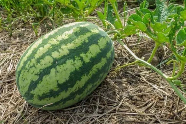 Large Non-GMO Sweet Watermelon Seeds - Heirloom Variety, Citrullus lanatus
