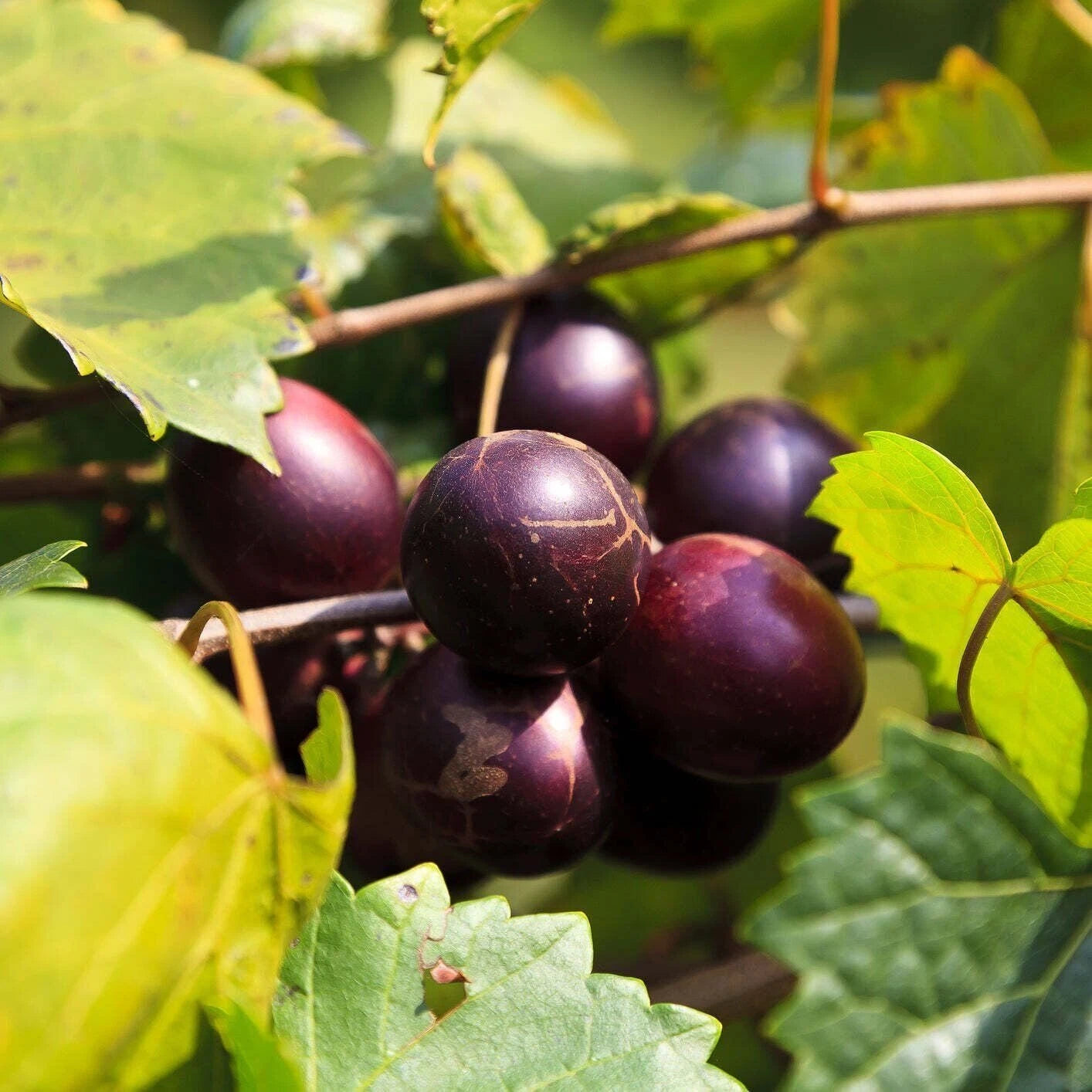 Muscadine Grape Vine - Live Plant - Delicious Variety - Vitis rotundifolia
