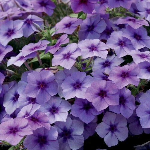 Blueberry Phlox Seeds - 50 Perennial Flower Seeds for Butterflies - Phlox divaricata - US Seller
