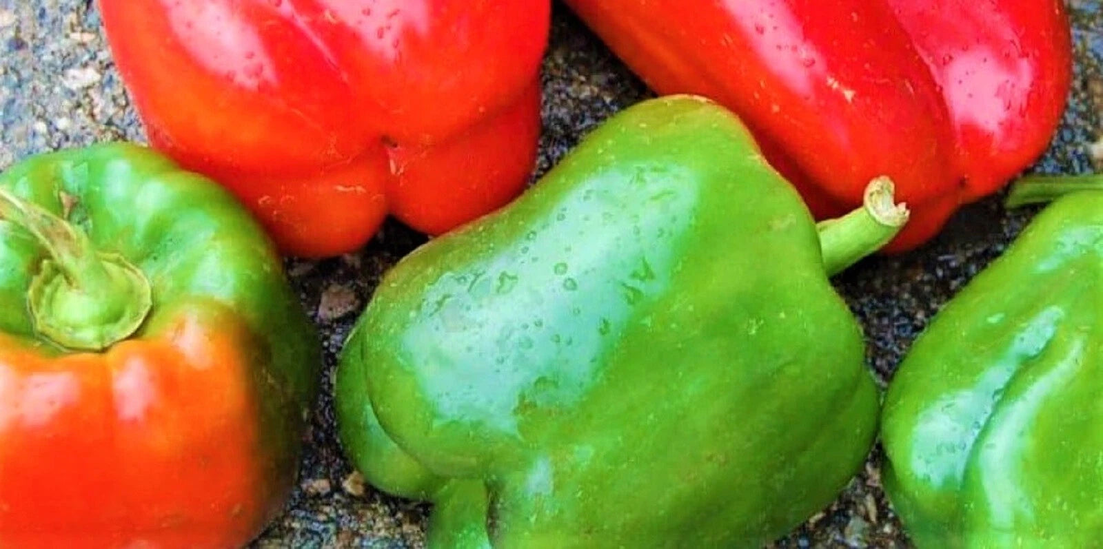 California Wonder Pepper Seeds - 100+ Non-GMO Seeds - Capsicum annuum - Sweet Bell Pepper Variety
