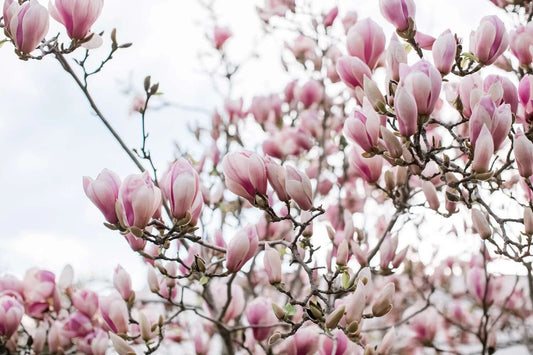10 Fresh Unrooted Cuttings of Saucer Pink Magnolia (Magnolia x soulangeana)
